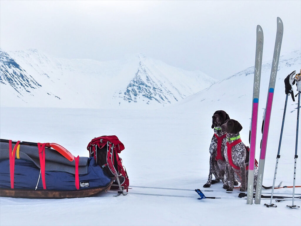 Rimforspulkan med draghundar. Foto: Ylva Jonasson/Fjällvittrans Kennel