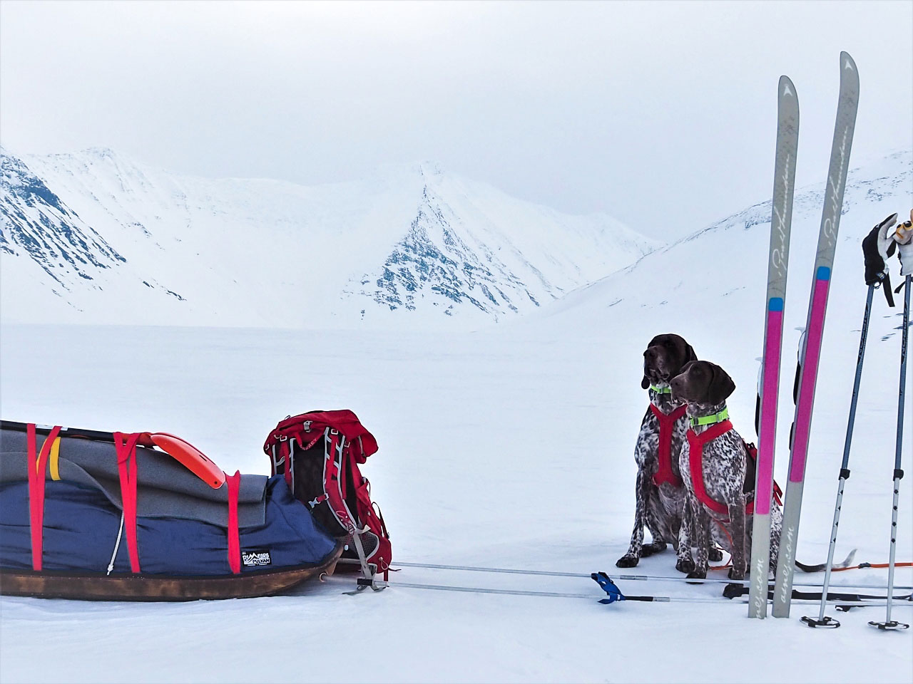 Rimforspulkan med draghundar. Foto: Ylva Jonasson/Fjällvittrans Kennel