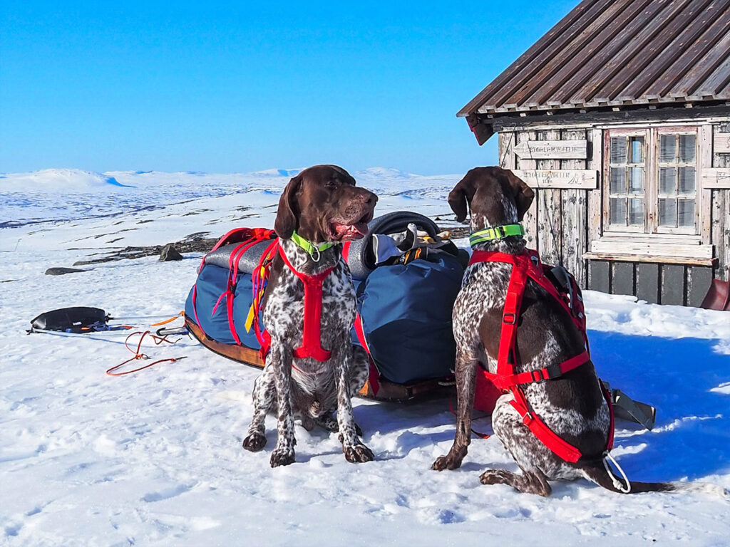 Rimforspulkan. Foto: Ylva Jonasson/Fjällvittrans Kennel