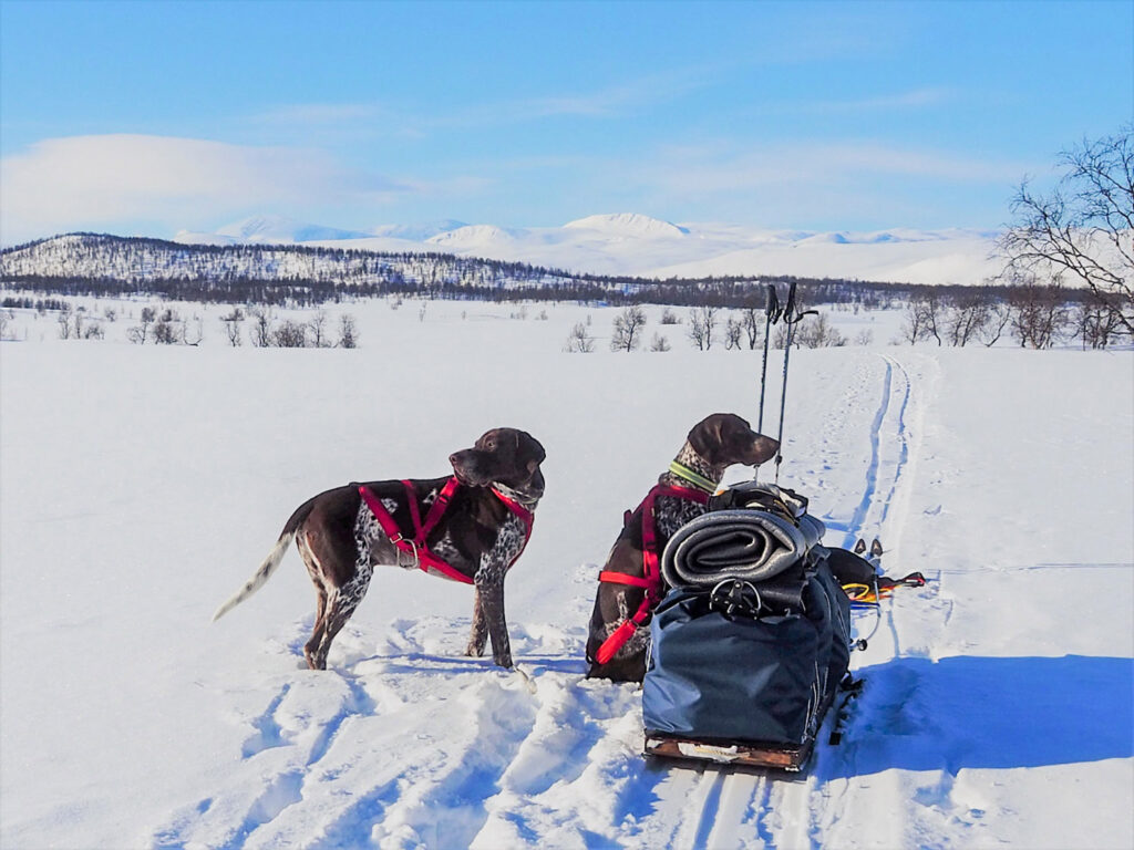 Rimforspulkan. Foto: Ylva Jonasson/Fjällvittrans Kennel